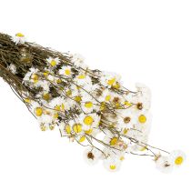 Artikel Tørrede Acroclinium-blomster, hvide blomster, tørret blomsterarrangement, 60 cm, 80 g