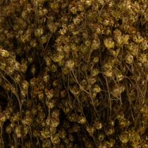 Artikel Tørrede blomster Broom Bloom Olivengrøn 160g 48cm