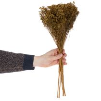 Artikel Tørrede blomster Broom Bloom Olivengrøn 160g 48cm