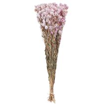 Artikel Tørrede blomster bundt tør dekoration Kamille Pink 65cm 50g