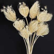 Artikel Tørrede blomster creme fennikel bleget 45 cm bundt 10 stk