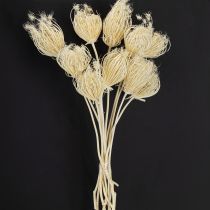 Artikel Tørrede blomster creme fennikel bleget 45 cm bundt 10 stk