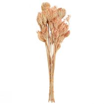Artikel Tørrede blomster dekoration fennikel laks L50cm Ø4-5cm 100g