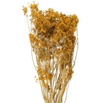 Artikel Tørret blomsterbuket af dild med fine blomster til romantisk vintagedekoration 55 cm