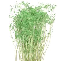 Artikel Tørrede blomster Umbellifera Grøn 70-80cm 150g