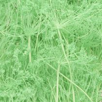 Artikel Tørrede blomster Umbellifera Grøn 70-80cm 150g