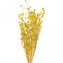 Artikel Tørrede blomster gul tørtidsel jordbærtidsel 100g