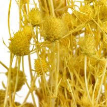 Tørrede blomster Gul Tørtidsel Jordbærtidsel 100g