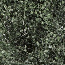 Artikel Tørret blomsterkrans grøn metallic lepidium dekoration Ø33cm