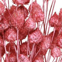 Artikel Tørrede blomster pink tørtidsel jordbærtidsel farvet 50cm 100g