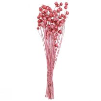 Artikel Tørrede blomster pink tørtidsel jordbærtidsel farvet 50cm 100g
