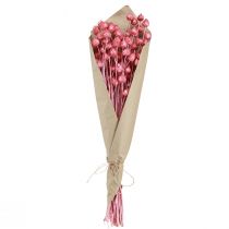 Artikel Tørrede blomster pink tørtidsel jordbærtidsel farvet 50cm 100g