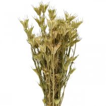 Tørrede blomster sort spidskommen dekoration natur Nigella 50cm 75g