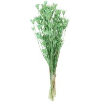 Artikel Tørrede blomster sort spidskommen grøn nigella 50cm 100g