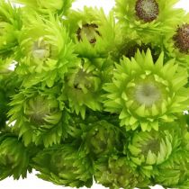 Artikel Tørrede Blomster Deco Kasket Blomster Halm Blomster Farvet H42cm