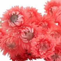 Artikel Tørrede blomster Kasketblomster Laksehalmblomster H42cm
