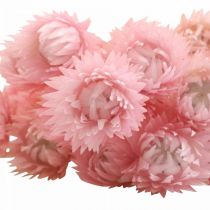 Tørrede blomster Kasketblomster Pink Halmblomster H42cm
