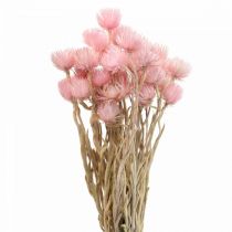 Tørrede blomster Kasketblomster Pink Halmblomster H42cm