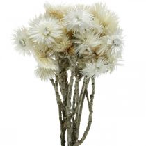 Artikel Tørrede blomster kasket blomster naturlig hvid, halm blomster, tørret blomster buket H33cm