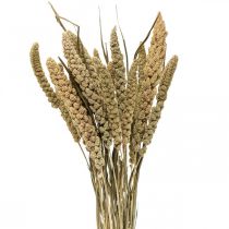 Tørrede blomster hirse korn deco tør floristics 65cm 100g