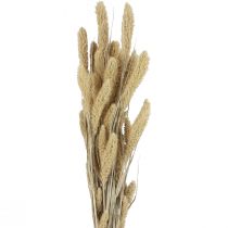 Artikel Tørrede blomster hirse naturlig Setaria børstehårs hirse H40-60cm 60g