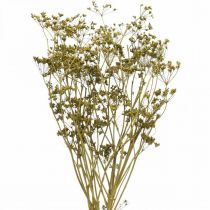 Artikel Tørrede blomster ægte kommen grøn dekoration 55cm bundt af 5 stk