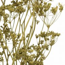 Artikel Tørrede blomster ægte kommen grøn dekoration 55cm bundt af 5 stk