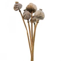 Artikel Tørrede blomster valmue kapsler store naturlige dekorative valmuer 5 stk