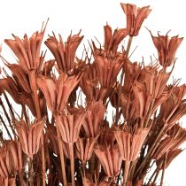 Tørrede blomster sort spidskommen dekoration rødbrun Nigella 40cm 100g