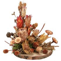 Artikel Tør dekoration eksotiske protea kegler Bellgum L24–48cm 580g