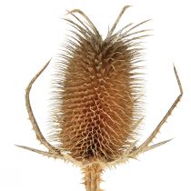 Artikel Tør dekoration kort tidsler wild card natur 1kg
