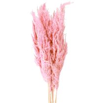 Artikel Tørret græs Rivgræs Tørret dekorativt græs Pink 70cm 10 stk.