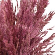 Artikel Tørret rørgræs, tørret dekorativt græs, antik rose, 75 cm, 10 stk.