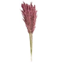 Artikel Tørret rørgræs, tørret dekorativt græs, antik rose, 75 cm, 10 stk.