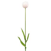 Tulipan hvid-pink 86cm 3stk