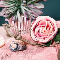 Artikel Turban shell alikreukel naturlig 500g