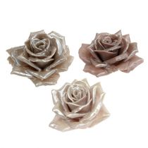 Voks rose champagne mix Ø10cm 6 stk