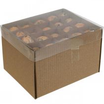 Artikel Vagtelæg dekoration blæst æg orange abrikos 3cm 50 stk