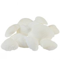 Hvide skaller dekorative hjertemuslinger cremehvide 2-3,5cm 300g