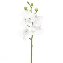 Artikel Hvid kunstig orkidé Phalaenopsis Real Touch 32cm