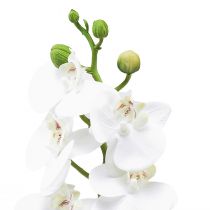 Artikel Hvid kunstig orkidé Phalaenopsis Real Touch 32cm