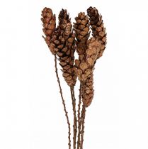 Artikel Hvide fyrrekogler fyrrekogler kobber 70cm 7 stk bundt