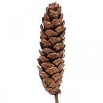 Artikel Hvide fyrrekogler fyrrekogler kobber 70cm 7 stk bundt