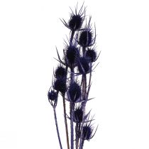 Artikel Wild Teasel Tørrede Blomster Teasel Tidsler Lilla 55cm 10 hoveder