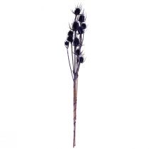 Artikel Wild Teasel Tørrede Blomster Teasel Tidsler Lilla 55cm 10 hoveder