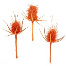 Artikel Wild Teasels Orange Teasel Thistle Tørret Dekoration 1kg