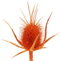 Artikel Wild Teasels Orange Teasel Thistle Tørret Dekoration 1kg