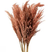 Artikel Wilde Reed Plume Reed Dry Decoration Abrikos 75cm 10 stk