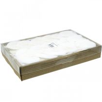 Artikel Blegede skeletblade Pileblade skeletiseret 8-10cm 300 stk.