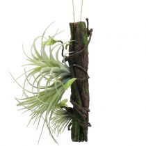 Rod med tillandsia til at hænge 26 cm
